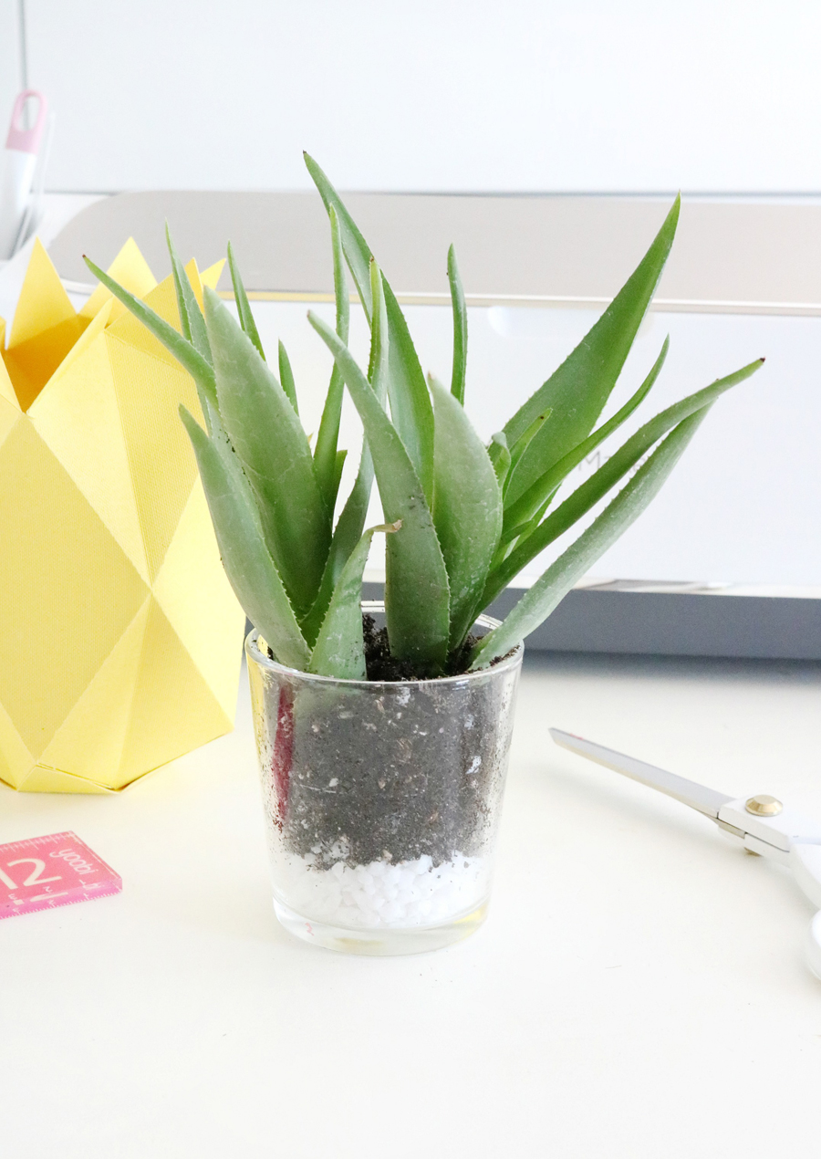 Back to School Teacher Gift - Succulent turned pineapple with a little cardstock.